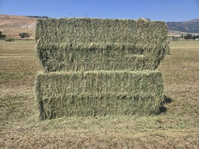 alfalfa 3x3