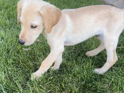 LAB PUPPIES FOR SALE!