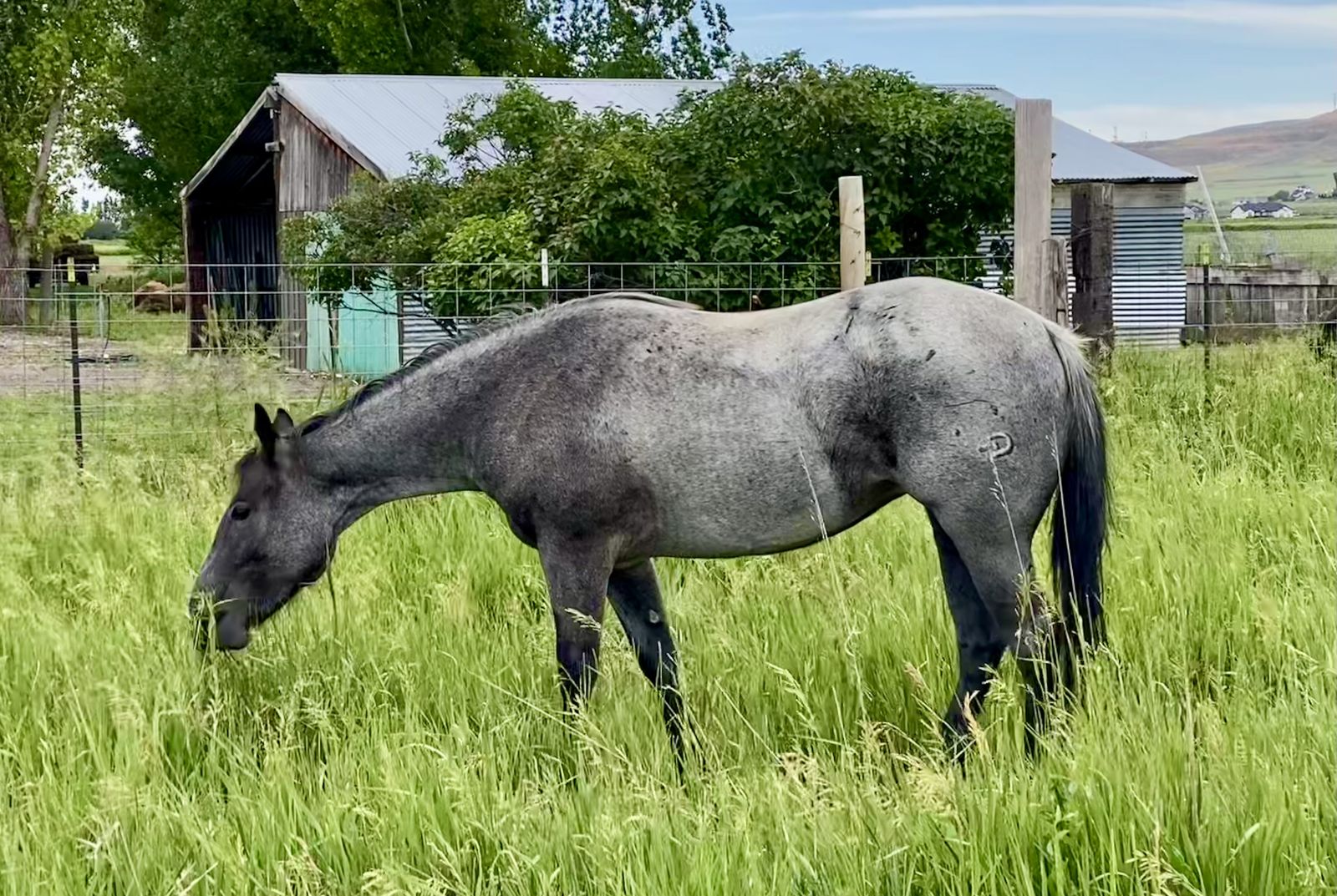 2022 AQHA Blue Roan Mare