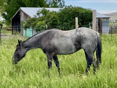 2022 AQHA Blue Roan Mare