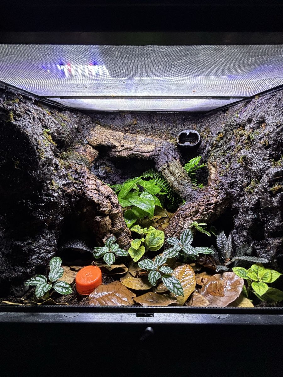 100% Done Reprile Tank