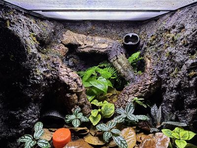 100% Done Reprile Tank