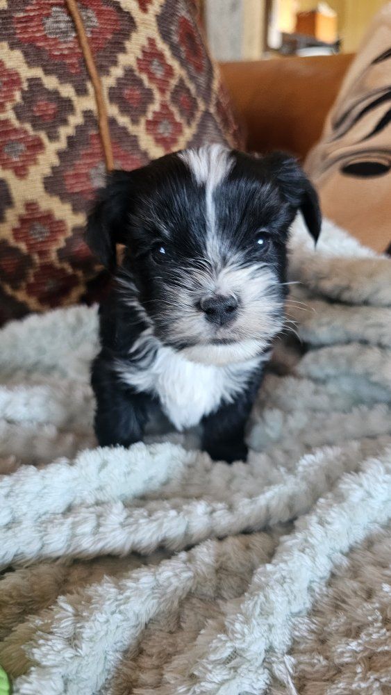 Yorkies, Yorkie Puppies *health guarantee
