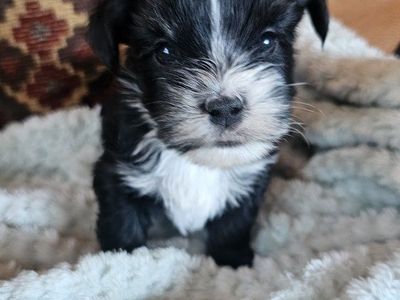 Yorkies, Yorkie Puppies *health guarantee