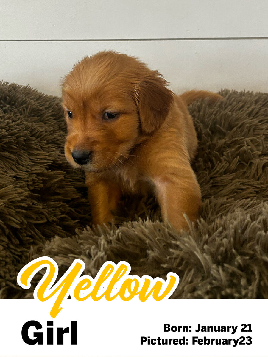 Golden Retriever puppy "Yellow girl"