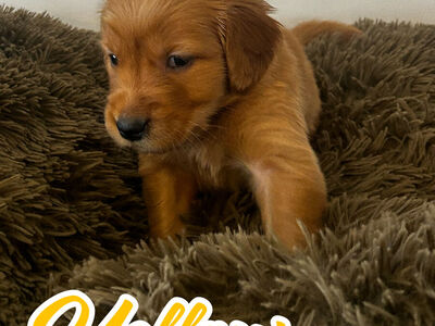 Golden Retriever puppy "Yellow girl"