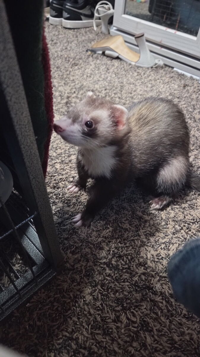 Two Lovable Noodles Need New Home