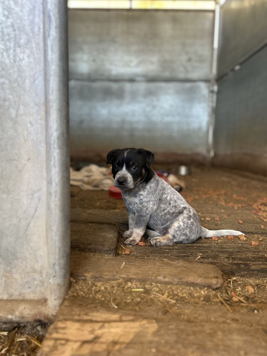 Blue Heeler puppies