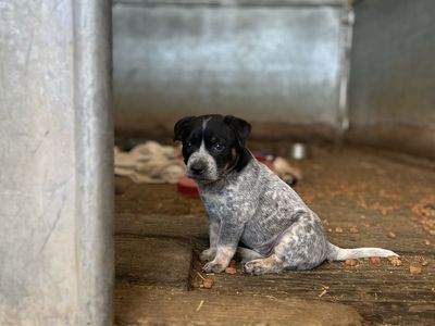 Blue Heeler puppies