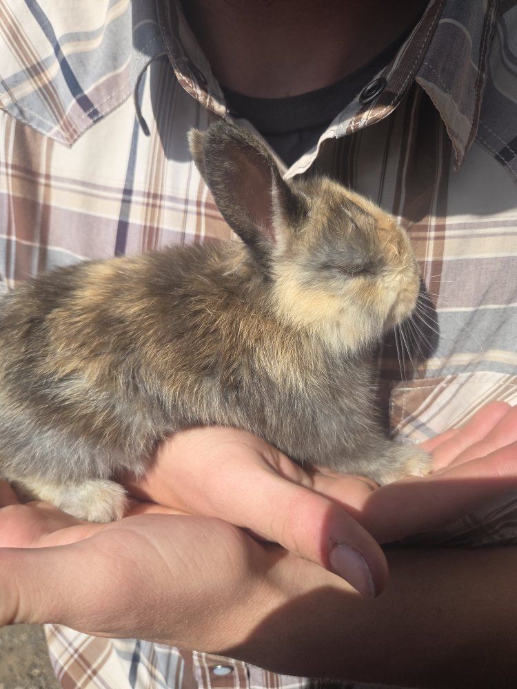 Adorable Baby Rabbits for Sale - Various Colors, Ready for New Homes
