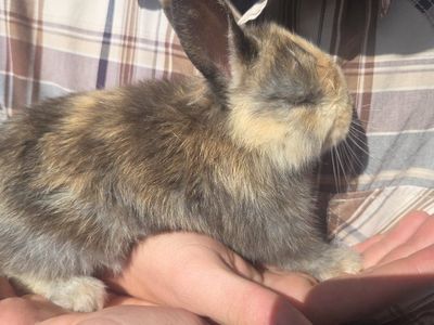 Adorable Baby Rabbits for Sale - Various Colors, Ready for New Homes