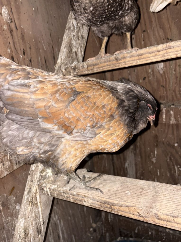 Laying Hens