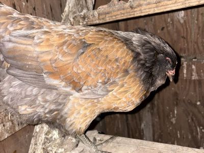 Laying Hens
