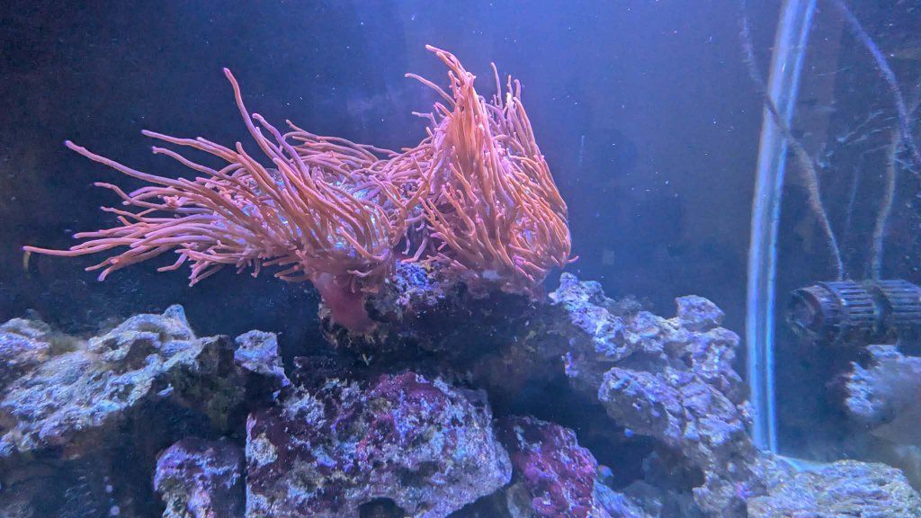Black Widow Anemone