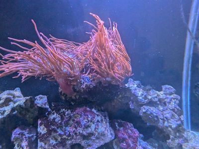 Black Widow Anemone