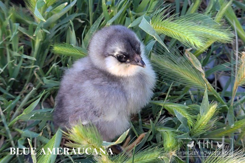 True Ameraucana Chicks for Sale!