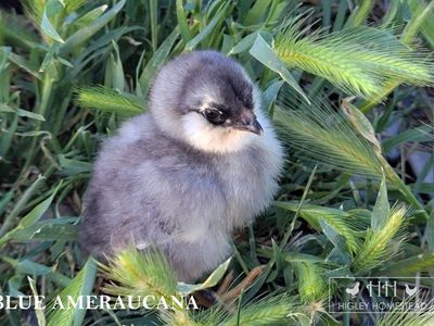 True Ameraucana Chicks for Sale!