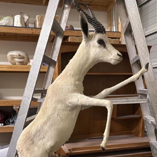 Rare Leucistic Springbok Full Body Taxidermy Mount