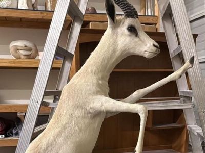 Rare Leucistic Springbok Full Body Taxidermy Mount