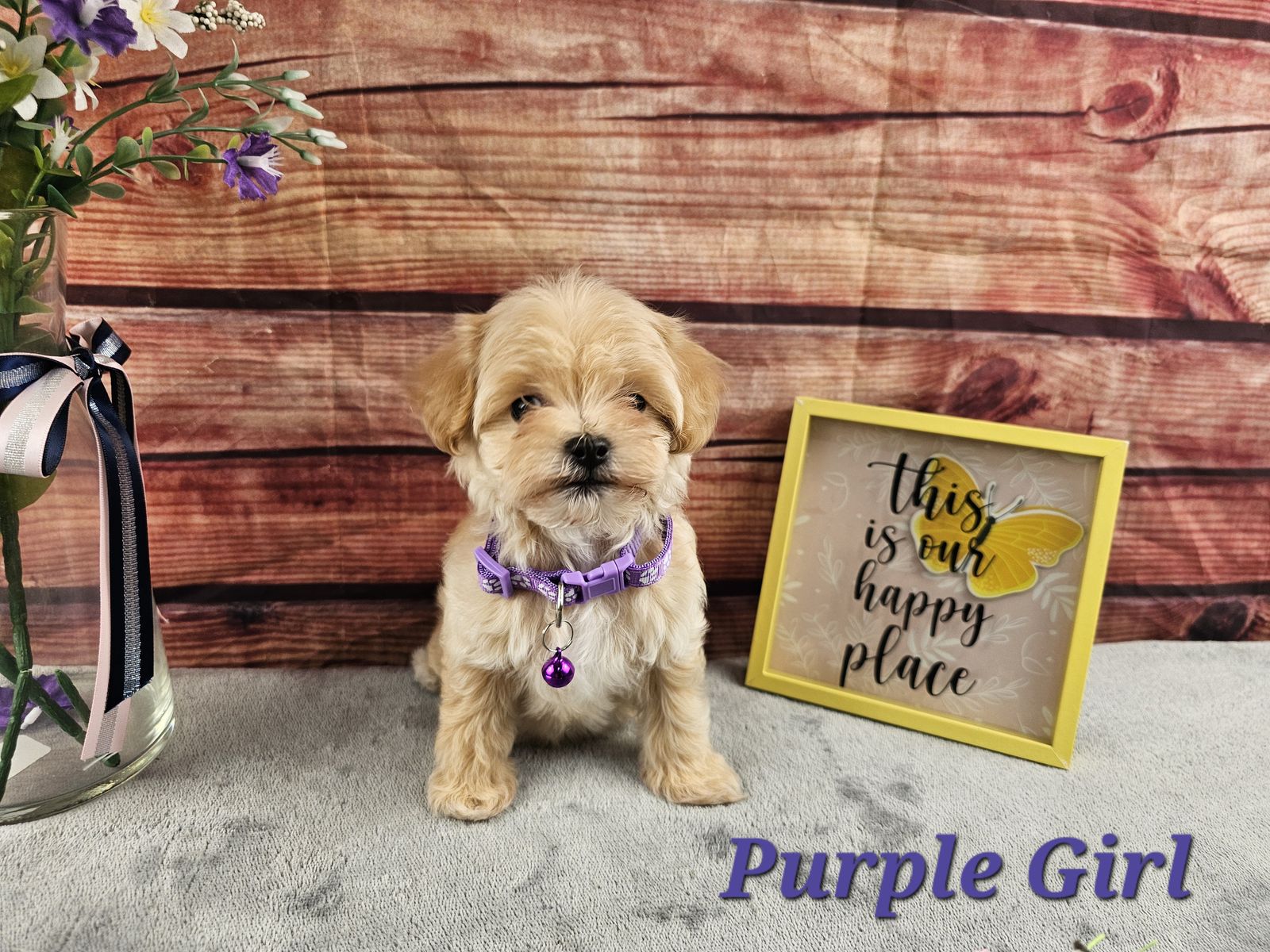 Maltipoo Puppies READY TO GO HOME