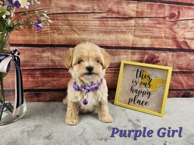 Maltipoo Puppies READY TO GO HOME