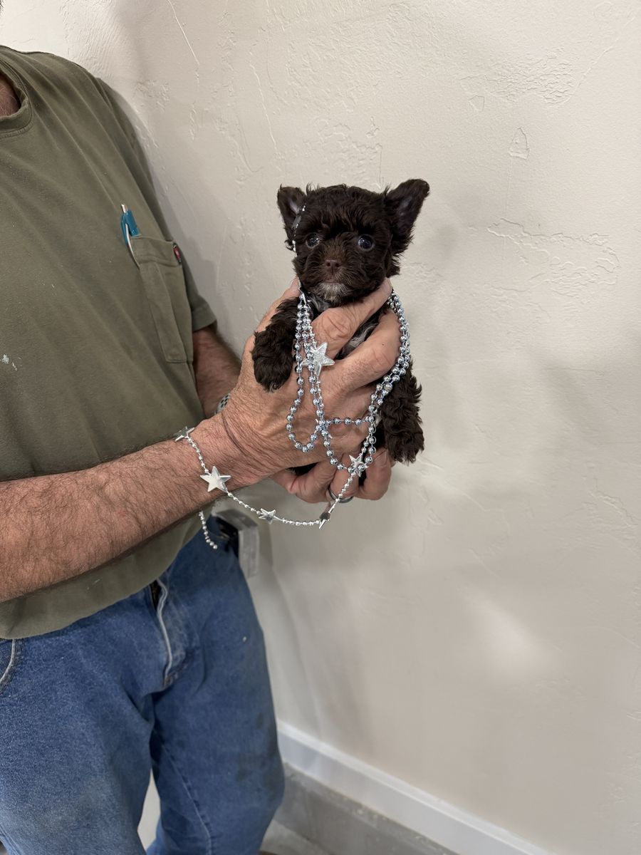 Yorkie-chocolate male