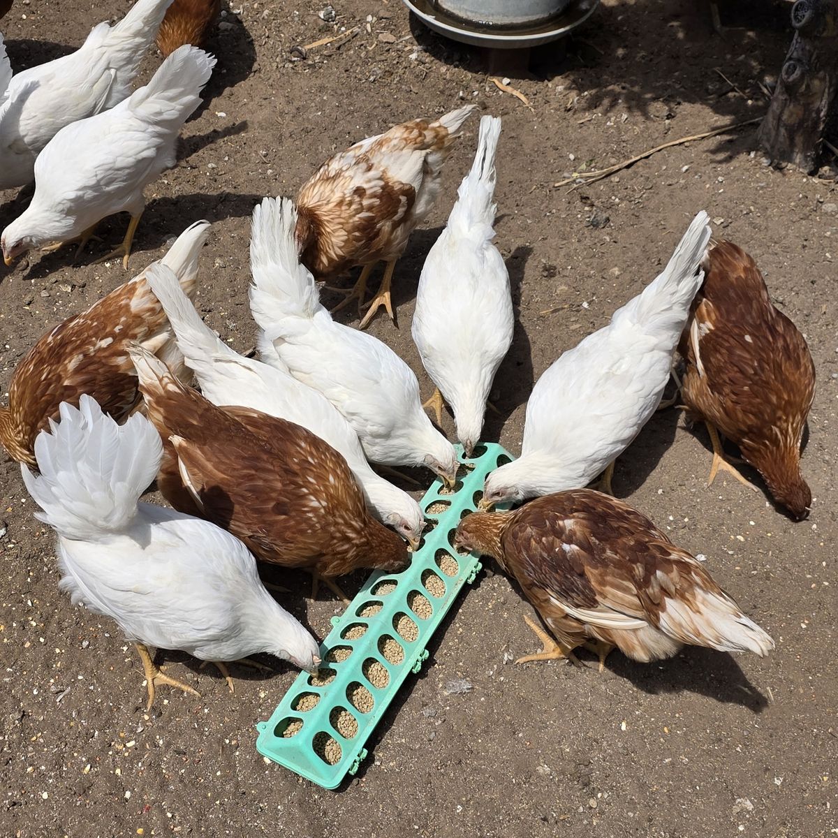 Chicken hens