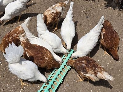 Chicken hens