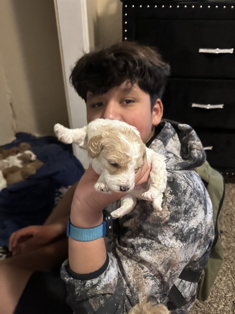 Golden doodle puppy