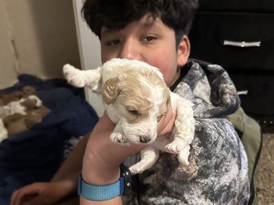 Golden doodle puppy