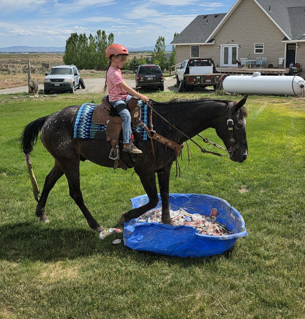 fresian appaloosa gelding