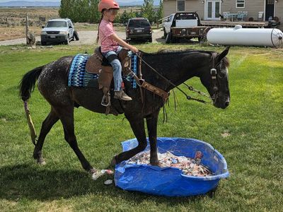 fresian appaloosa gelding