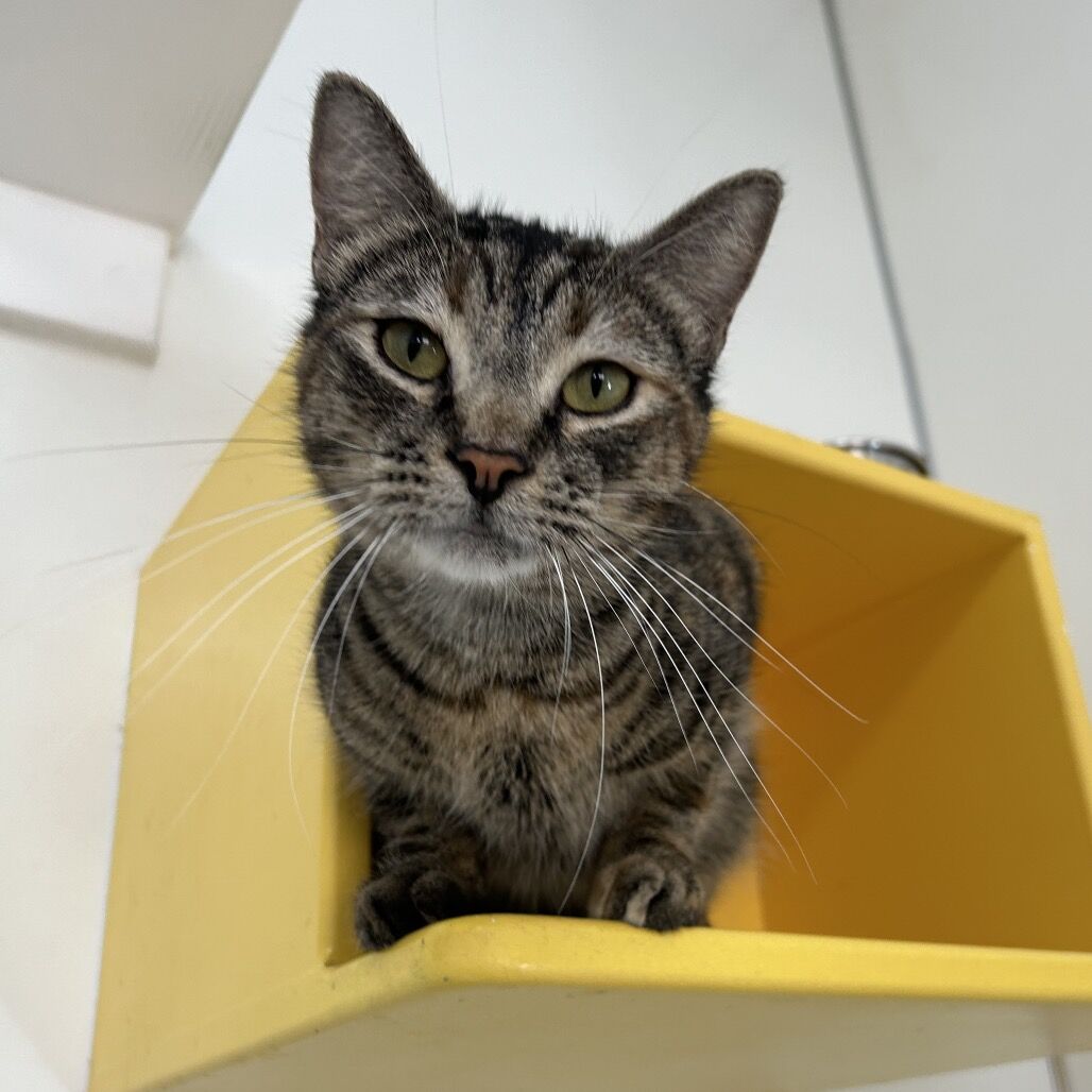 Hello my name is Briar