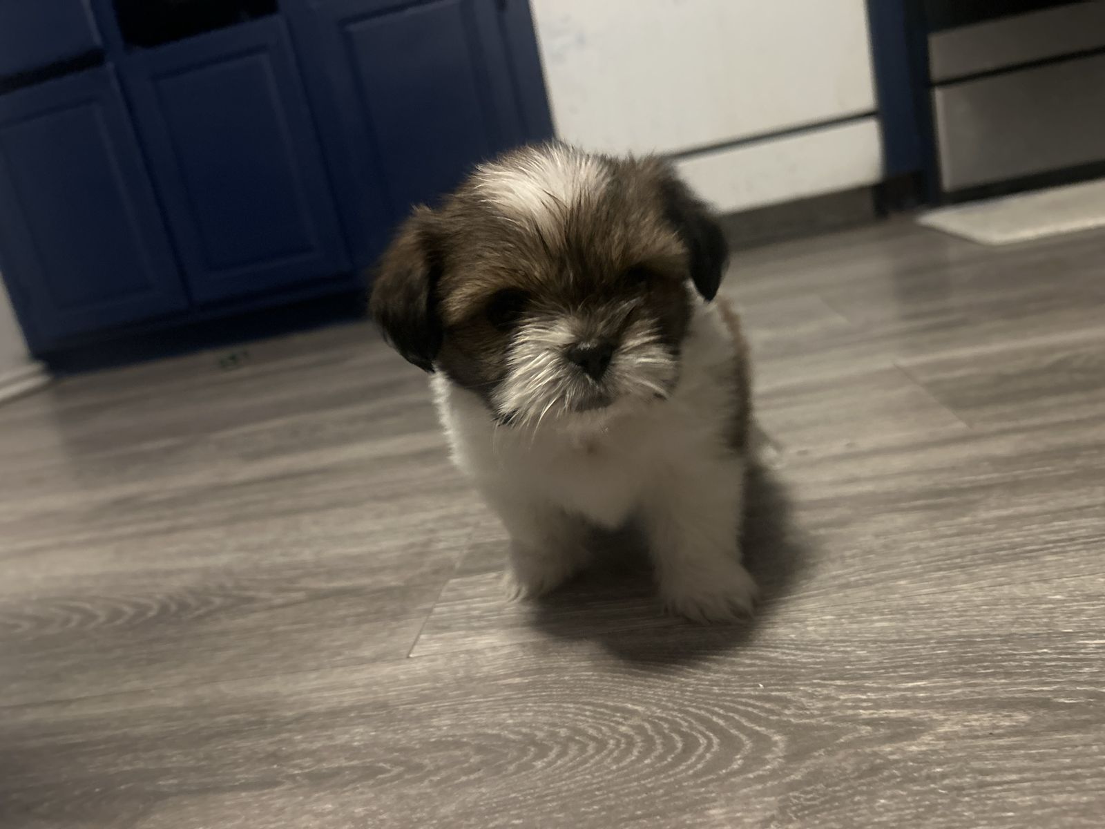 Adorable Shih Tzu Puppy - Brown and White