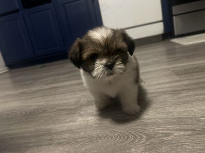 Adorable Shih Tzu Puppy - Brown and White