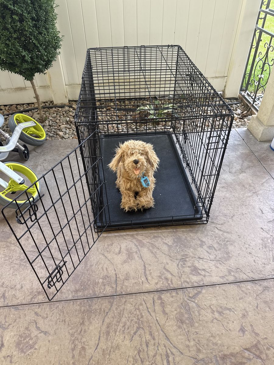 Large Dog Kennel