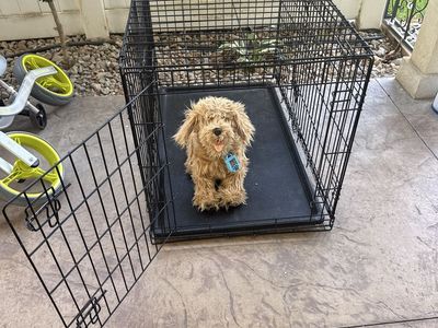 Large Dog Kennel