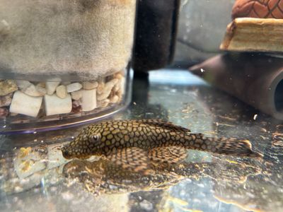 Wabenmuster Pleco