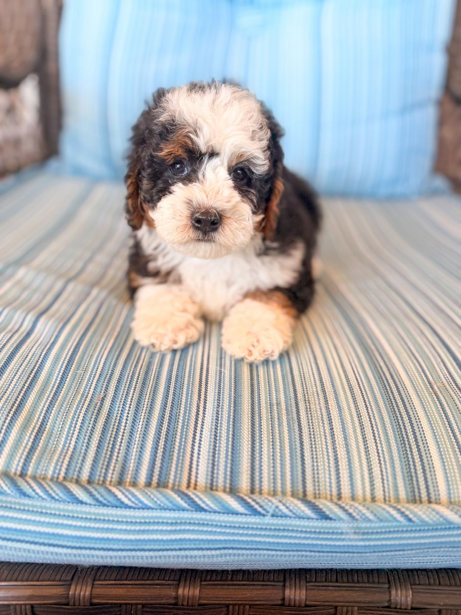 Mini Bernendoodle 15-20lbs
