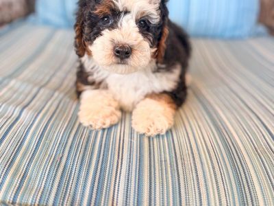 Mini Bernendoodle 15-20lbs