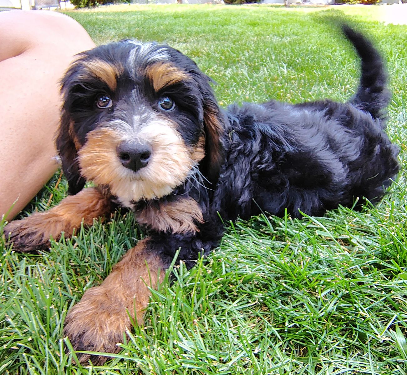 Multi Gen BERNEDOODLE puppy Tri-Color Black Brown White Bernese Mountain Poodle Mini Medium