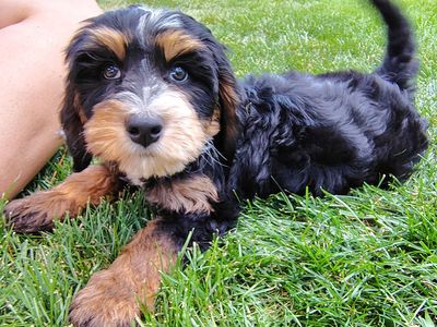 Multi Gen BERNEDOODLE puppy Tri-Color Black Brown White Bernese Mountain Poodle Mini Medium
