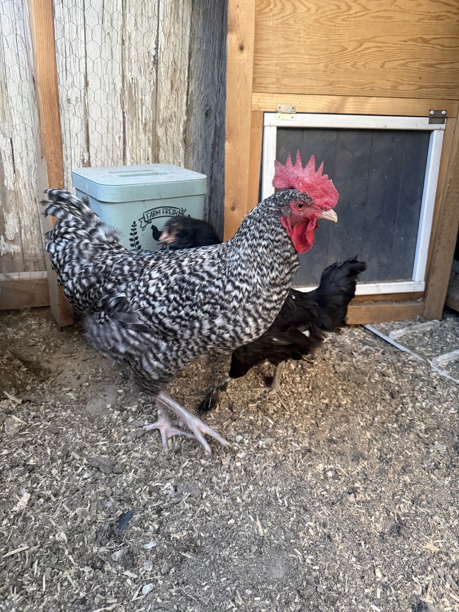 French Cuckoo Rooster