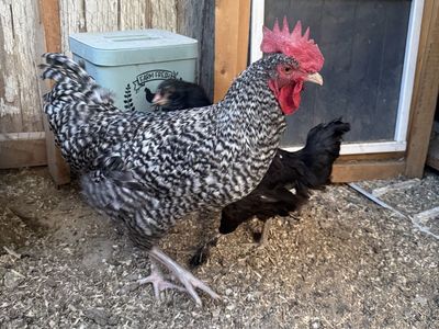 French Cuckoo Rooster