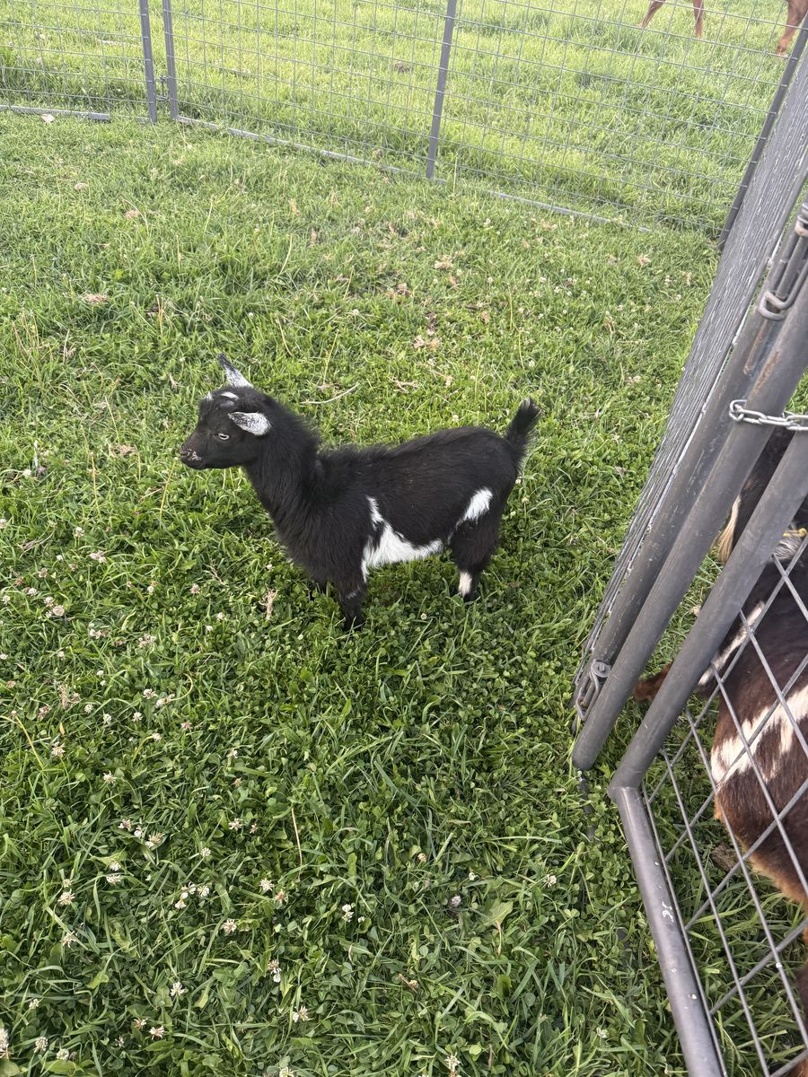 Nigerian dwarf