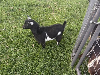 Nigerian dwarf