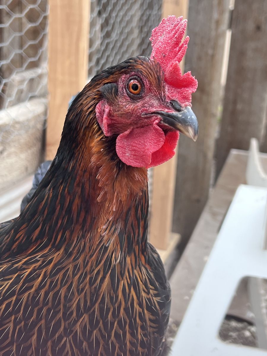 2 Black Sex Link Hens