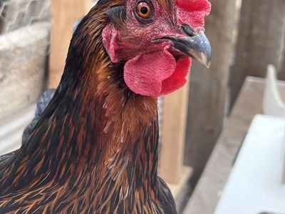 2 Black Sex Link Hens