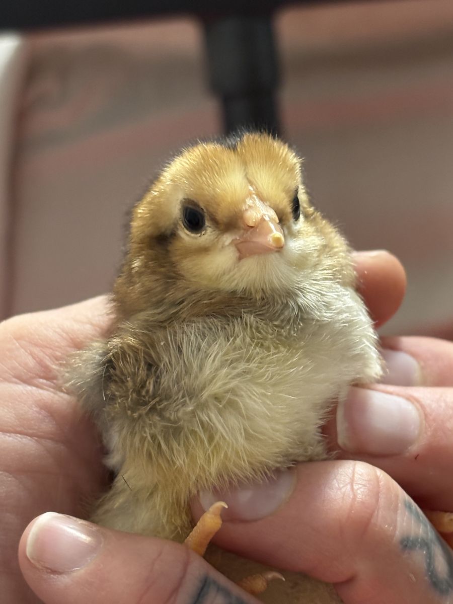 Olive And Blue Egger Chicks/ Young Laying Hens