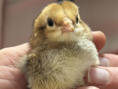 Olive And Blue Egger Chicks/ Young Laying Hens